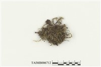 藏品(側枝走燈苔)的圖片